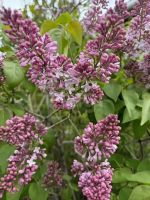 Лот: 25353787. Фото: 18. 3-комн. дача , садоводческое некоммерческое...