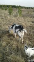 Лот: 9511645. Фото: 2. Обменяю козла альпииской породы. Животные и уход