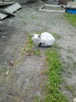 Лот: 11700435. Фото: 2. Котята. Животные и уход