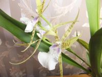 Лот: 3180450. Фото: 2. Орхидея. Комнатные растения и уход