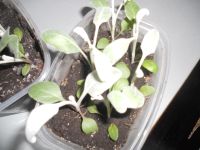 Лот: 13741349. Фото: 4. Цинерария,цена за 2 плошки по... Красноярск