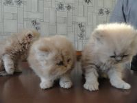 Лот: 3392231. Фото: 5. Персидские котята