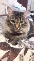 Лот: 16432683. Фото: 2. Кот. Животные и уход