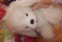 Лот: 1121780. Фото: 2. собака большая. Игрушки