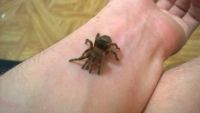 Лот: 4748173. Фото: 2. Паук-птицеед. Grammostola aureostriata... Животные и уход