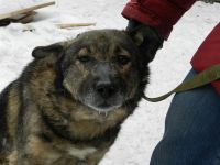 Лот: 3558483. Фото: 3. Ищем настоящего заботливого друга... Растения и животные