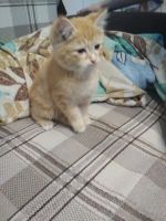 Лот: 12840516. Фото: 2. Рыжий котёнок. Животные и уход