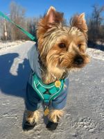 Лот: 25124090. Фото: 3. Вязка Йоркширский Терьер, случка. Красноярск