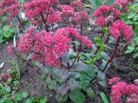 Лот: 2839438. Фото: 6. очитки (седумы)