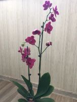 Лот: 13969209. Фото: 3. Орхидея фаленопсис- сорт Montreux. Растения и животные