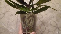 Лот: 8609411. Фото: 4. Phalaenopsis Amsterdam(орхидея... Красноярск