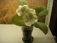 Лот: 5805160. Фото: 5. Глоксиния белая махровая (цветёт...