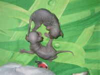 Лот: 2950995. Фото: 2. Инопланетное существо женского... Животные и уход
