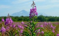 Лот: 14338433. Фото: 4. Кипрей Узколистный (Chamaenérion... Красноярск
