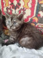Лот: 25555679. Фото: 5. Отдам котят в добрые руки