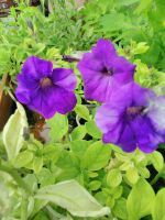 Лот: 13939586. Фото: 5. Рассада цветущей махровой, ампельной...