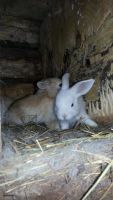Лот: 4532306. Фото: 2. Декоративные кролики. Животные и уход
