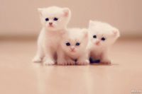 Лот: 8418435. Фото: 2. Продам британского котенка - мальчик... Животные и уход