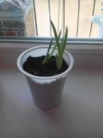 Лот: 12652262. Фото: 2. Алоэ. Комнатные растения и уход