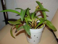 Лот: 1653685. Фото: 2. орхидея каттлея, желтая. Комнатные растения и уход