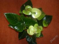 Лот: 1605926. Фото: 3. Антуриум Принцесса Амалия (грин... Растения и животные