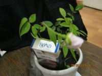 Лот: 5115053. Фото: 2. саженец розы комнатной. Комнатные растения и уход