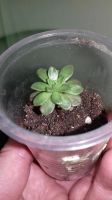 Лот: 11176334. Фото: 4. эониум Aeonium sedifolium миниатюрный... Красноярск