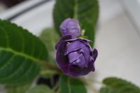 Лот: 3054348. Фото: 5. Глоксиния 21 (цветёт)