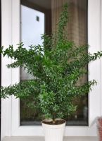 Лот: 9590133. Фото: 2. Мирт (Myrtus microphylla). Комнатные растения и уход