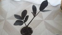 Лот: 16423864. Фото: 2. Zamioculcas "Raven" - черный ворон. Комнатные растения и уход