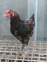 Лот: 10213190. Фото: 5. красавец петух