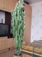 Лот: 13765227. Фото: 2. Молочай треугольный. Комнатные растения и уход