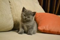 Лот: 8754051. Фото: 5. Британский котенок