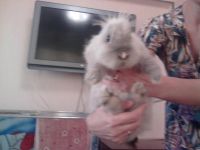Лот: 3157522. Фото: 2. Отдам прикольного маленького кролика. Животные и уход