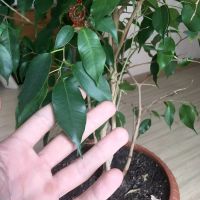 Лот: 15939755. Фото: 2. Фикус. Комнатные растения и уход