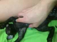 Лот: 13364815. Фото: 7. Котята сфинкс