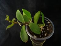 Лот: 16431757. Фото: 3. Хойя-Hoya soidaoensis. Растения и животные