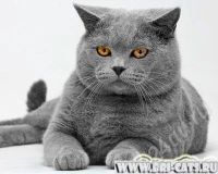 Лот: 26138. Фото: 2. "британский голубой" кот.срочно... Животные и уход