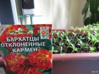 Лот: 9618465. Фото: 5. Бархатцы ( кармен, мери хелен...