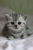 Лот: 11042293. Фото: 2. Британская мраморная кошечка с... Животные и уход