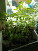 Лот: 11346258. Фото: 2. Рассада томатов, помидор для открытого... Семена, рассада, садовые растения