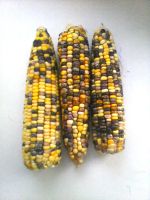Лот: 8391952. Фото: 2. кукуруза разноцветная и Черная... Семена, рассада, садовые растения