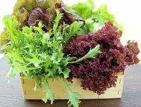 Лот: 10533877. Фото: 4. салат Рубиновый браслет. семена... Красноярск