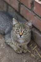 Лот: 5668509. Фото: 4. Милый котенок бесплатно!. Красноярск