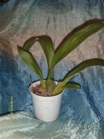 Лот: 1972575. Фото: 2. Орхидея Брассия детка №1. Комнатные растения и уход