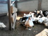 Лот: 8054146. Фото: 2. Продам селезней мускусной утки... Животные и уход