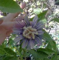 Лот: 2580386. Фото: 2. Пассифлора инкарната (Passiflora... Семена, рассада, садовые растения