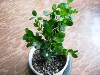 Лот: 9003765. Фото: 7. Самшит (буксус) Комнатное подрошенное...