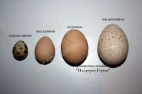 Лот: 14985356. Фото: 4. Инкубационное яйцо цесарки. Красноярск