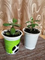 Лот: 16702321. Фото: 3. Денежное дерево (Толстянка). Растения и животные